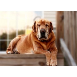 Do You Care About Your Adult Dog?